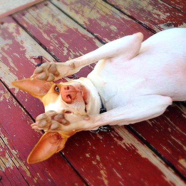 /Images/uploads/Humane Society of Utah/HSUCalendar/entries/1690thumb.jpg